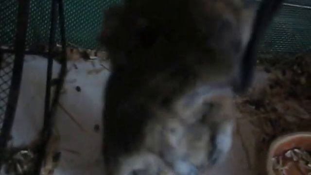 Дегу по имени Феся смотреть онлайн