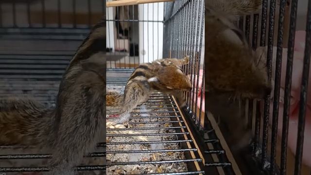 Бурундук напал на мясо. Чуть палец не откусил 😝😃 смотреть онлайн