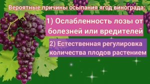 ВИНОГРАД ОСЫПАЕТСЯ!Вероятные причины.