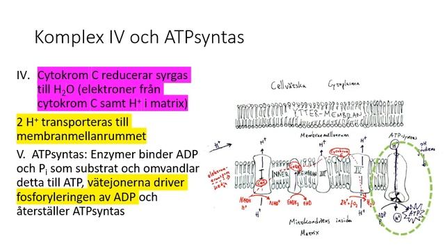 Vår metabolism Cellandning смотреть онлайн