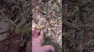 вторая подкормка клематиса доломитовым молочком