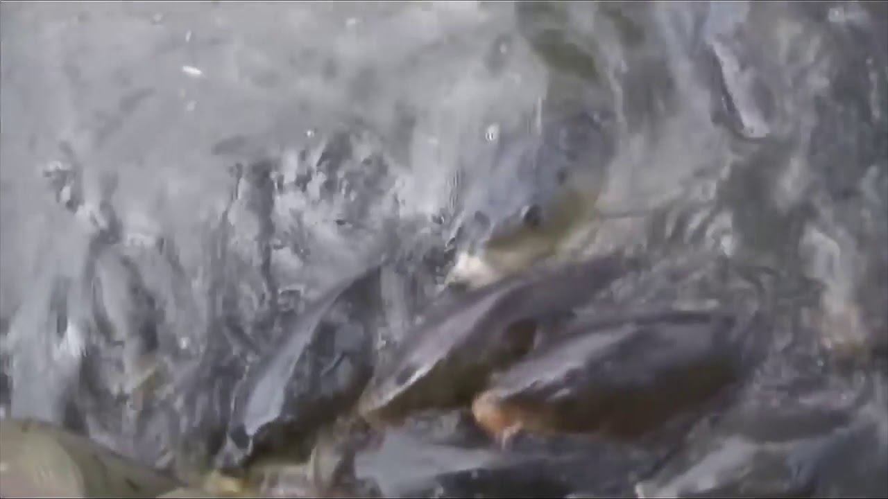 Real life BT caught on camera. Death Stranding is REAL! смотреть онлайн