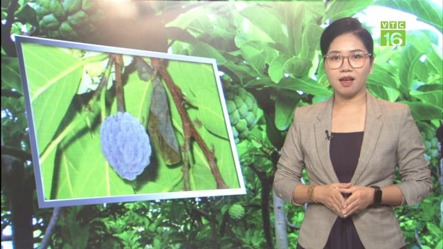 Thời tiết ngày mai 3/8: Mưa dông lớn tại Tây Nguyên, Nam Bộ | VTC16 смотреть онлайн