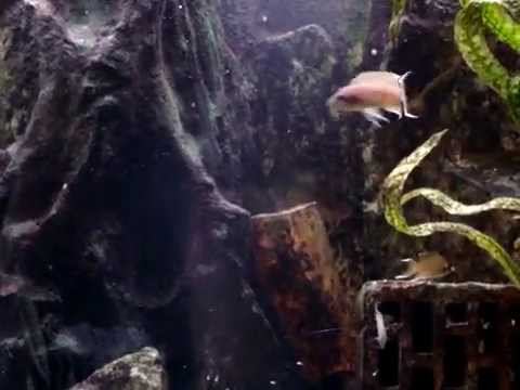 Neolamprologus brichardi - księżniczka z burundi смотреть онлайн