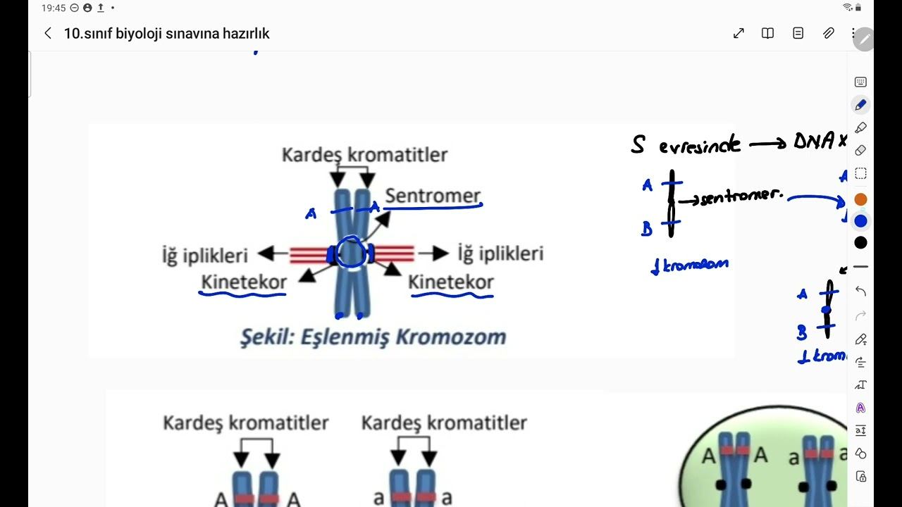 Mitoz bölünme özellikleri 10.sınıf yazılı смотреть онлайн