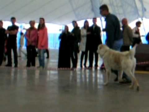 Ош Тохум-САС,выставка 15.05.11г. смотреть онлайн