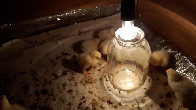 Цыплята на 4 день после вылупления из инкубатора смотреть онлайн