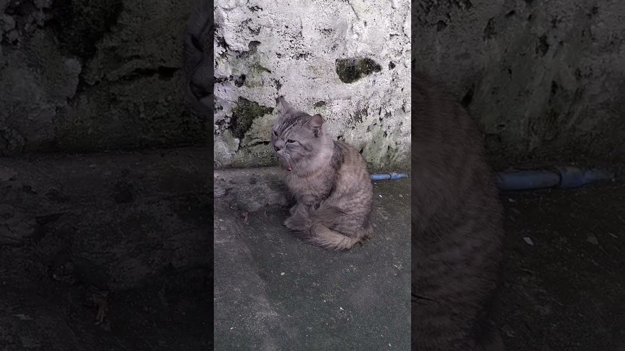 tang ina pusa na gala mamahalin pala смотреть онлайн