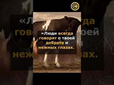Притча... Корова и свинья смотреть онлайн
