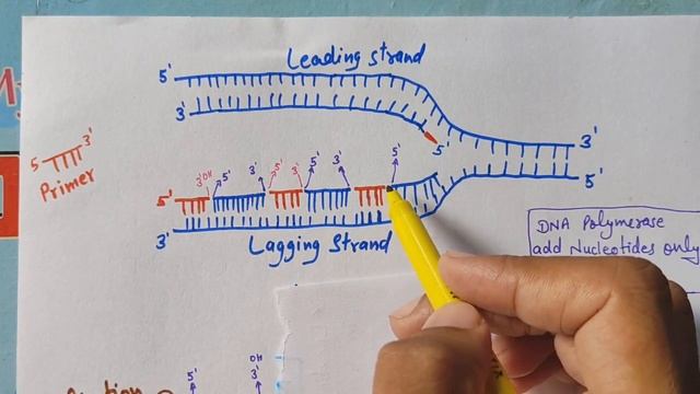 Telomere and Functions of Telomere | हम बूढ़े क्यों होते हैं | Molecular Genetics смотреть онлайн