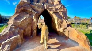 Молодой прайд перевели в красивейший вольер и Симба вместе с Олегом Зубковым поднялся на гору!