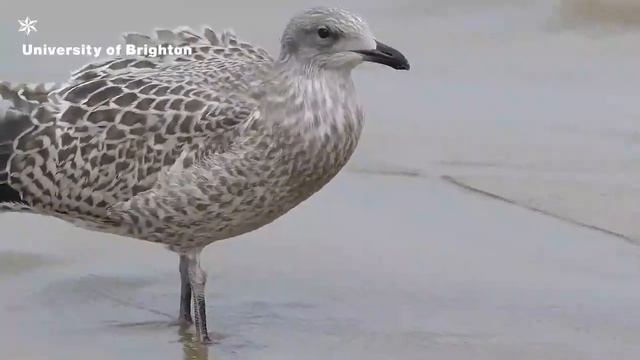 CityNatureChallenge Presentation смотреть онлайн