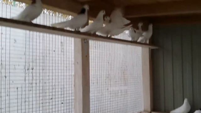 Голуби. смотреть онлайн