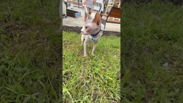 Надо ему? Как думаете?)) #котик #видео #тренды #сижулежу #кот #мильен #моникапитомцыикоманда #тренды смотреть онлайн