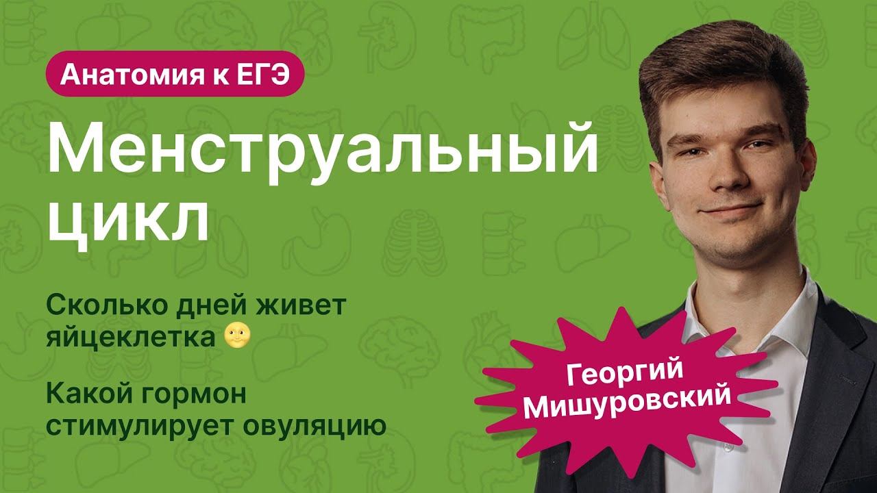 6.107. Менструальный цикл | Анатомия к ЕГЭ | Георгий Мишуровский смотреть онлайн