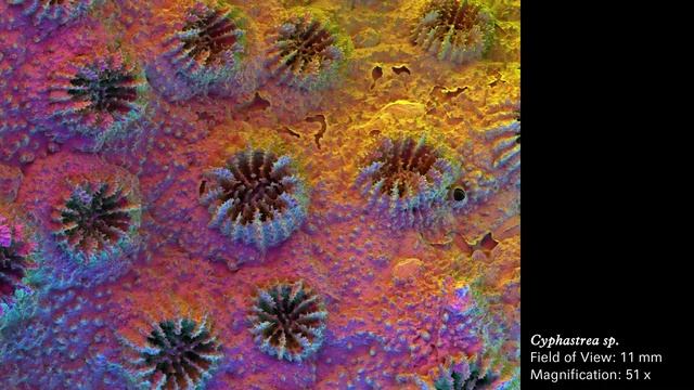 Electron Micrographs 1 | Nature–Design Triennial смотреть онлайн