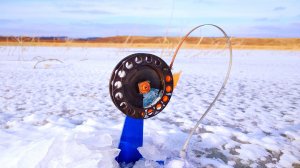 Отличная рыбалка на жерлицы. Ноябрь 2024.