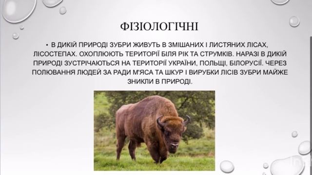 Характеристика видів за видовими критеріями ЗУБР Галак Артем 10 А смотреть онлайн