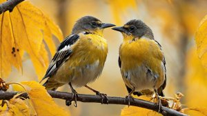 Наблюдение за птицами (14.10.2024 года)