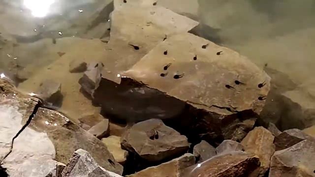 Как зарождалась жизнь в воде ЭТО СТОИТ УВИДЕТЬ!!! смотреть онлайн