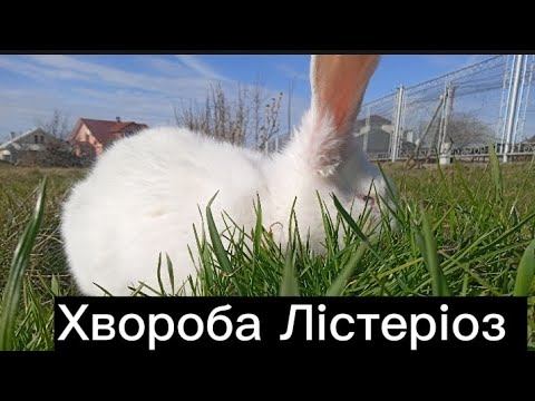 Хвороба Лістеріоз у кроликів. Обов'язково до кінця. смотреть онлайн