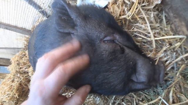 КАК ГУМАННО ЗАВАЛИТЬ СВИНЬЮ НА НОВЫЙ ГОД!!!