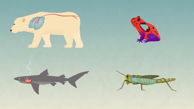 Gas Exchange In Different Animals | Physiology | Biology | FuseSchool смотреть онлайн