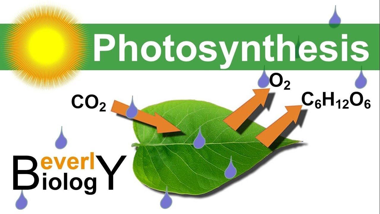 Photosynthesis (in detail) смотреть онлайн