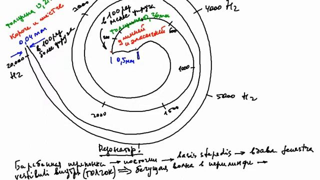 5. Кортиев орган. смотреть онлайн