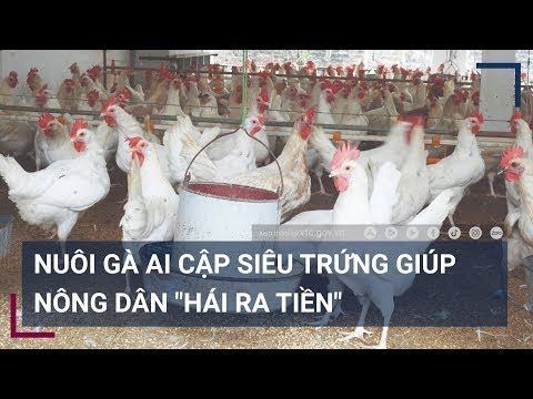 Nuôi gà Ai Cập siêu trứng khiến nông dân "hái ra tiền" #vtcnow #vtctinmoi #channuoiga смотреть онлайн