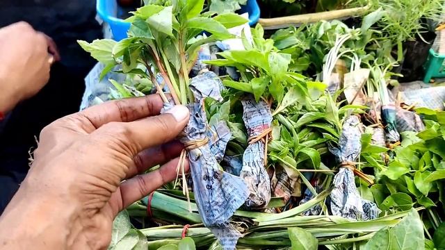 Cheapest Summer Flowering Plants Available here for your Gardening смотреть онлайн