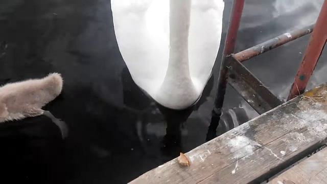 VID 20170623 111534 смотреть онлайн