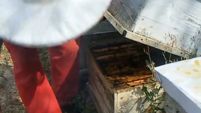 Унищожаване на акара с биологични средства смотреть онлайн