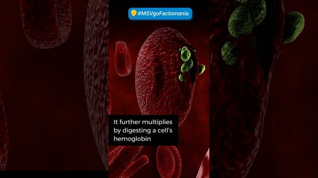 Larn how malaria affects the blood | World Malaria Day #MSVgoFactomania #Short смотреть онлайн