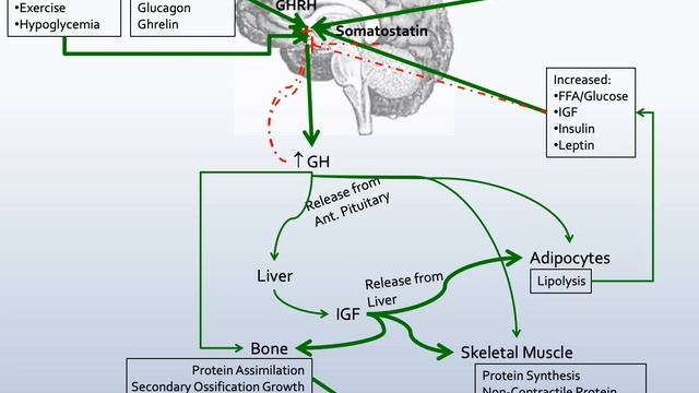 Neuroendocrine- Hormones and Functions Part 1 смотреть онлайн