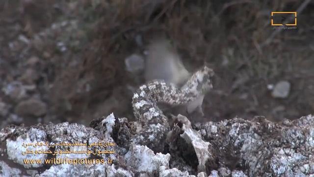 Гадюка демонстрирует чудеса маскировки, притворяясь пауком смотреть онлайн