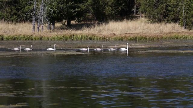 Saving Trumpeter Swans смотреть онлайн