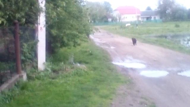ЗЛАПАВ БІЛКУ !!! смотреть онлайн