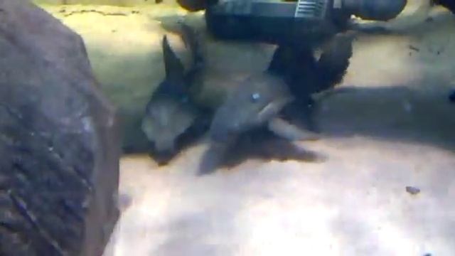 511 Panaque cochliodon Панак смотреть онлайн