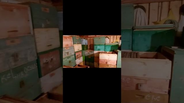 Пчеловодство №116 Новый год на пасеке смотреть онлайн