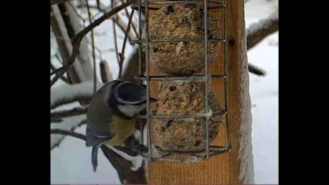 Winter bird cam - Estonia (foto) смотреть онлайн
