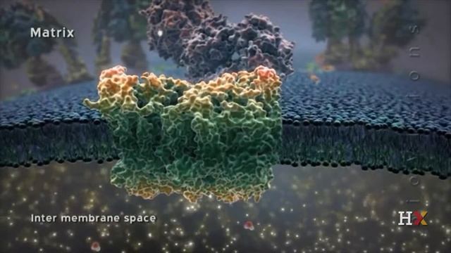 5 mitochondria new смотреть онлайн