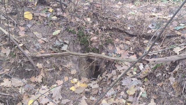 Лисья 🦊 #Нора в Лесу - Дикая #Природа и #Животные Украины Foxy Burrow & Nature WildLife 4k Video смотреть онлайн