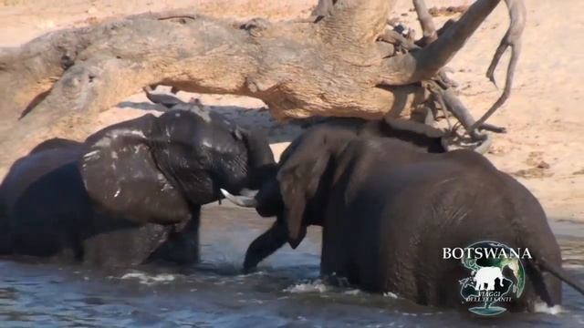 Elefante in Africa-Botswana-Chobe National Park смотреть онлайн