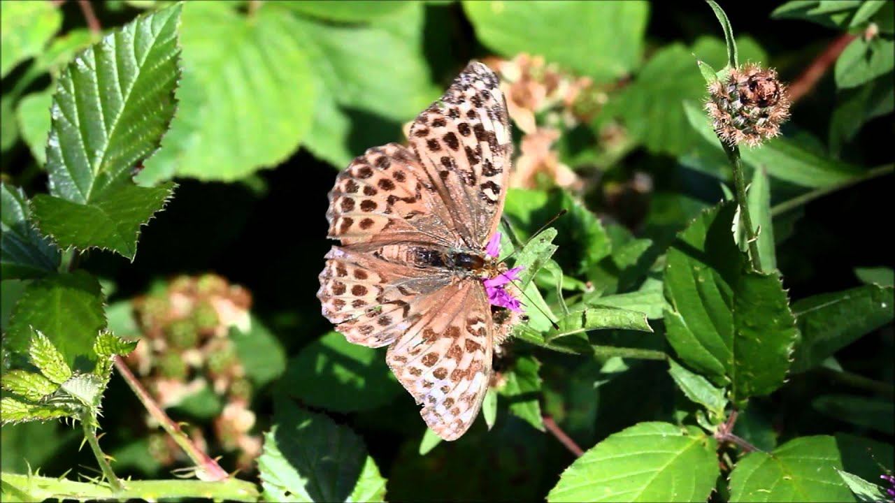 A valezina Silver Washed Fritillary, Bucknell Wood, Northants смотреть онлайн