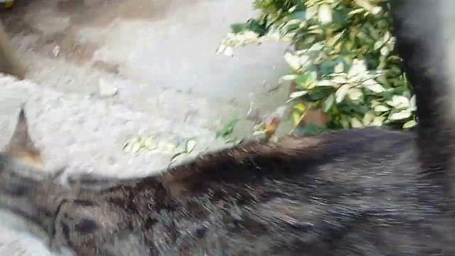 Куда уходят кошки // Жизнь в деревне // смотреть онлайн
