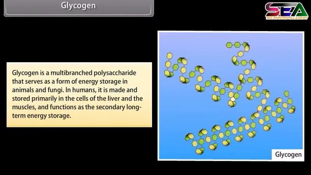 Biomolecules | Class 11 Biology #biology #biomolecule смотреть онлайн