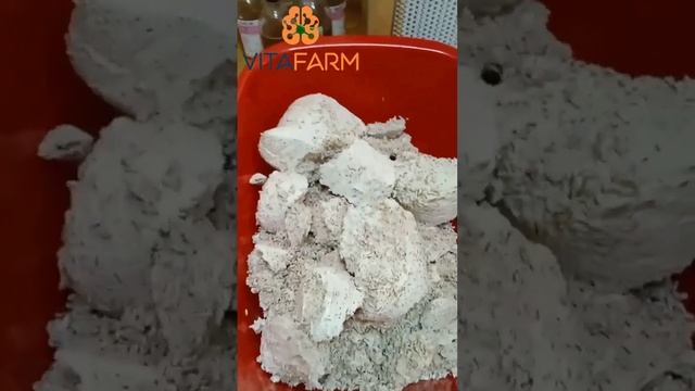 Ежовик Гребенчатый смотреть онлайн