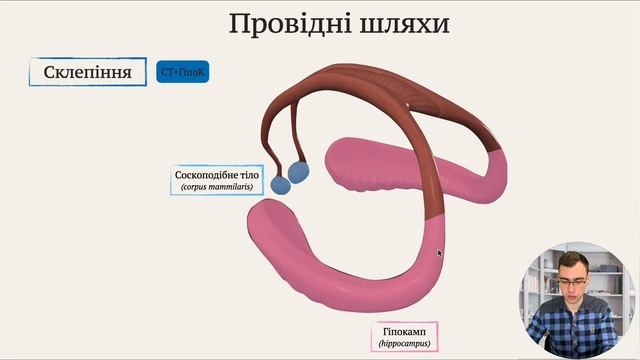 Анатомія лімбічної системи смотреть онлайн