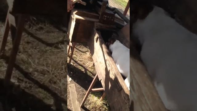 Фокстерьер #Shorts смотреть онлайн